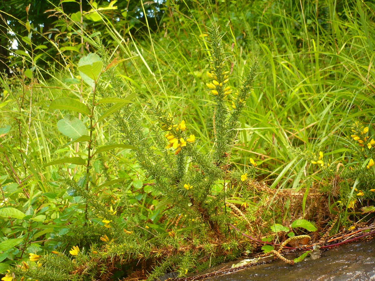 Ulex gallii (Fabaceae)